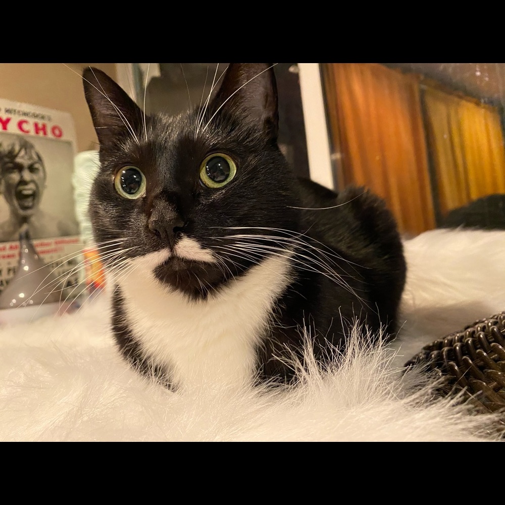 Meet your Posher, Krystal